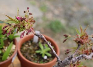 開花状況